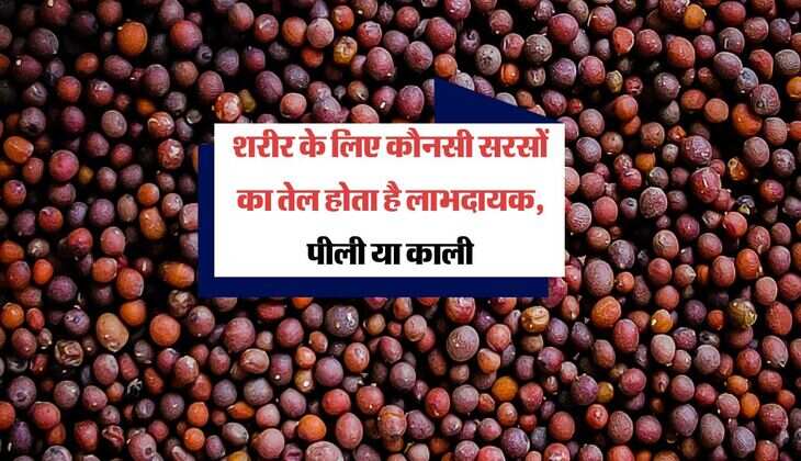 Mustard Oil: शरीर के लिए कौनसी सरसों का तेल होता है लाभदायक, पीली या काली, खाने से पहले अवश्य जान ले जरूरी बात