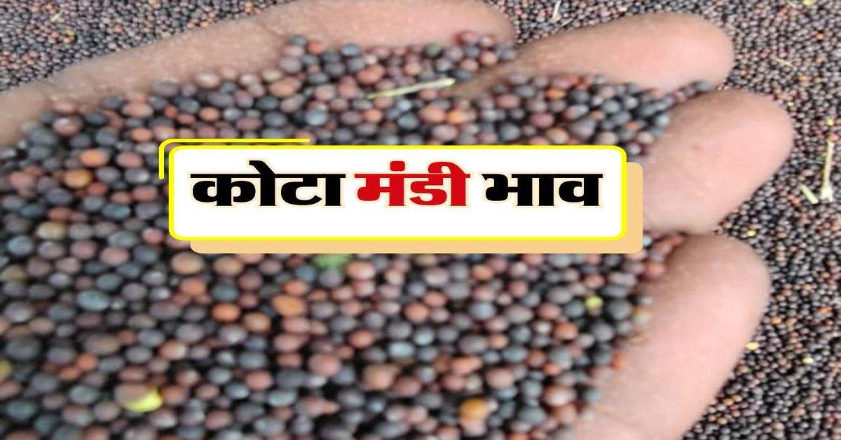 कोटा मंडी 15 मई 2024 : सरसों व धनिया की कीमतों में उछाल, चना के दाम गिरे 