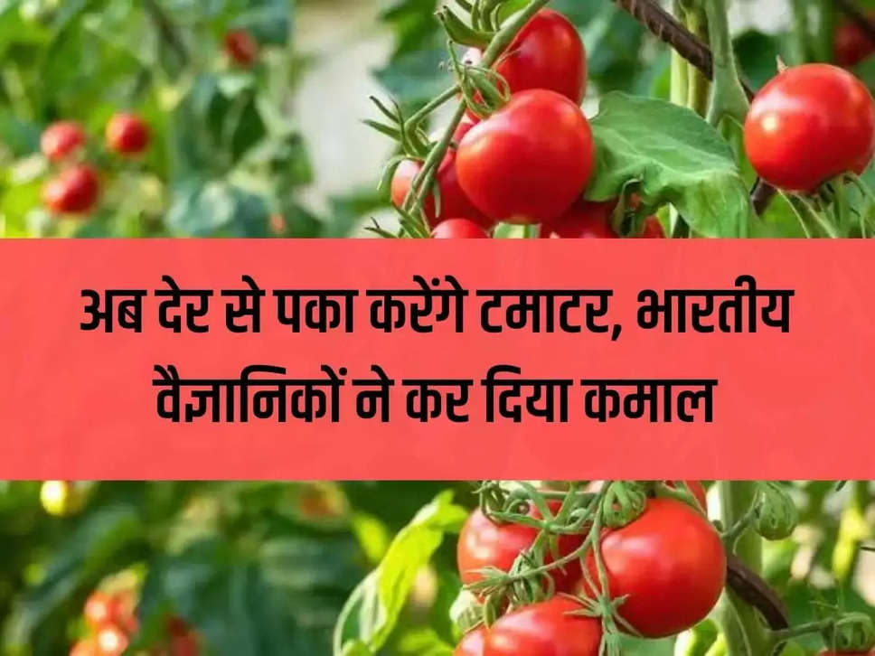 Now tomatoes will ripen late, Indian scientists have done wonders