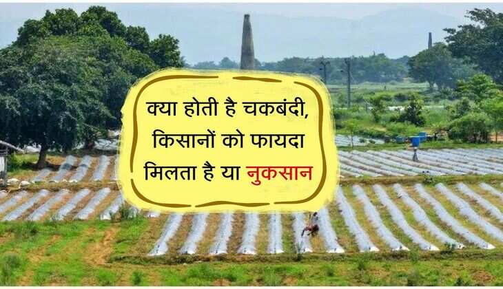 क्या होती है चकबंदी, किसानों को फायदा मिलता है या नुकसान, समझिए काम की बात