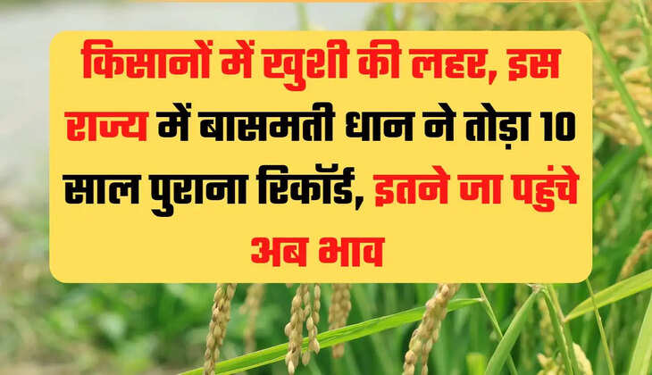 "Basmati Paddy Rate Today,Basmati Paddy Rate ,Basmati Paddy,Basmati Paddy Price,Basmati Paddy Rate Todayx