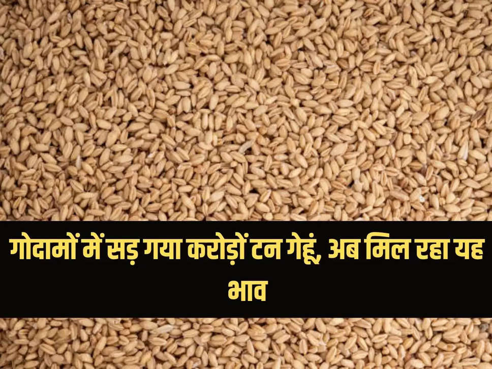 Wheat: Crores of tonnes of wheat rotted in godowns, now getting this price