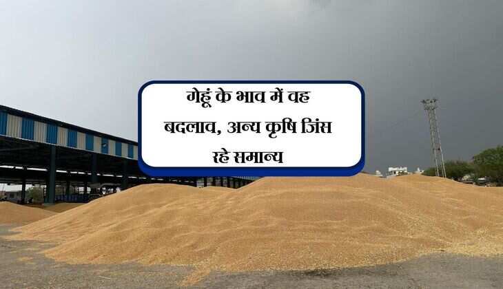 Baran Mandi Bhav: गेहूं के भाव में वह बदलाव, अन्य कृषि जिंस रहे समान्य