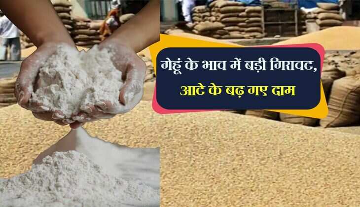 Wheat Rate: गेहूं के भाव में बड़ी गिरावट, आटे के बढ़ गए दाम, क्या है वजह