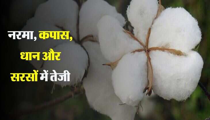 Mandi Bhav Today: नरमा, कपास, धान और सरसों में रही मामूली तेजी, जानिए सभी फसलों के भाव