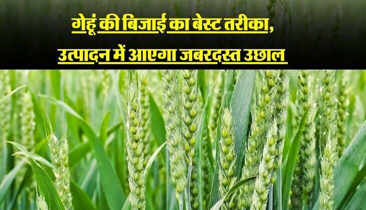 गेहूं की बिजाई का बेस्ट तरीका, उत्पादन में आएगा जबरदस्त उछाल 