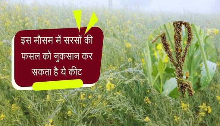 इस मौसम में सरसों की फसल को नुकसान कर सकता है ये कीट, इन तरीको से करें बचाव