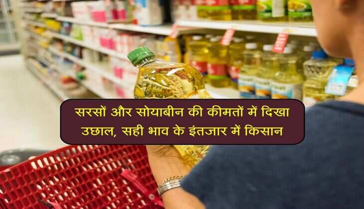 सरसों और सोयाबीन की कीमतों में दिखा उछाल, सही भाव के इंतजार में किसान