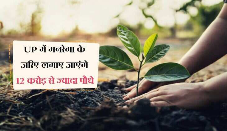 UP में मनरेगा के जरिए लगाए जाएंगे 12 करोड़ से ज्यादा पौधे, लखीमपुर खीरी में बड़ा लक्ष्य