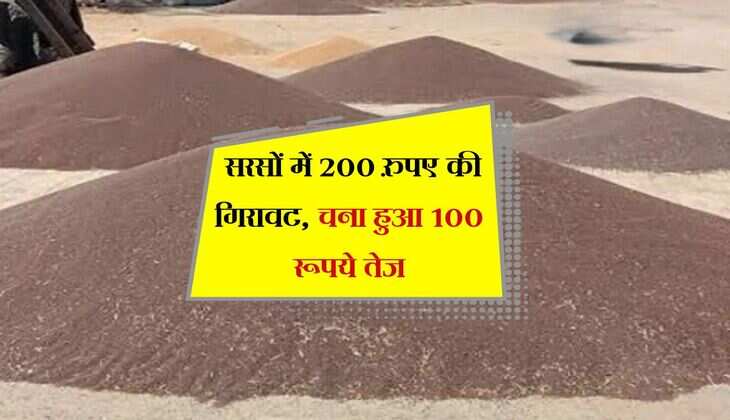 Kota Mandi bhav: सरसों में 200 रुपए की गिरावट, चना हुआ 100 रूपये तेज, जानिए कोटा के रेट