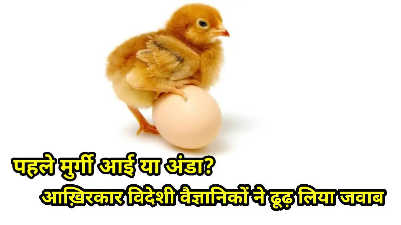 chicken or egg came first in world