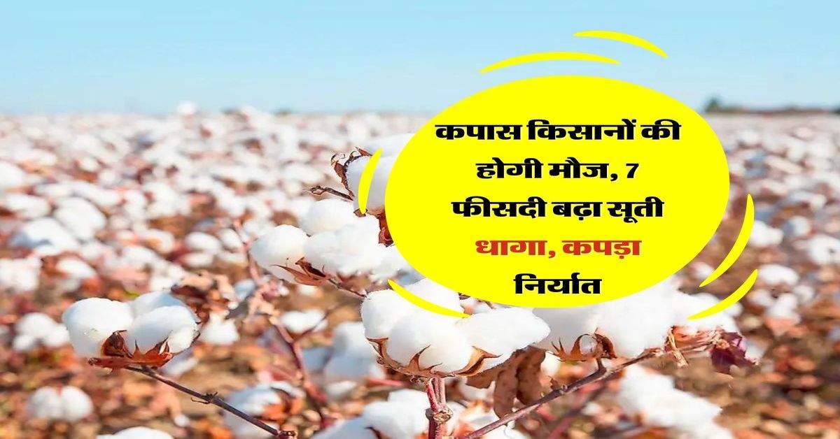 Cotton Export: कपास किसानों की होगी मौज, 7 फीसदी बढ़ा सूती धागा, कपड़ा निर्यात