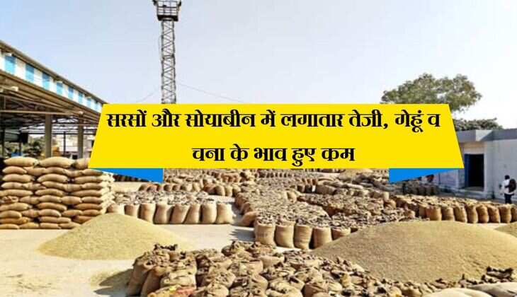 Kota Mandi ka bhav: सरसों और सोयाबीन में लगातार तेजी, गेहूं व चना के भाव हुए कम