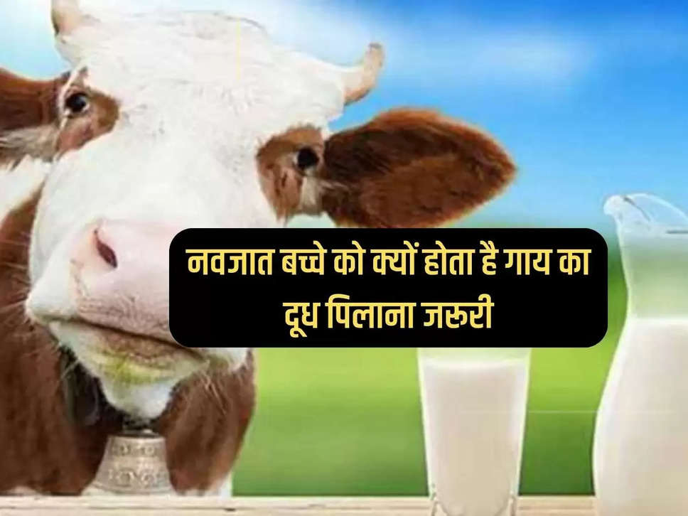 Cow Milk: Why is it necessary to feed cow's milk to a newborn baby, know the reason