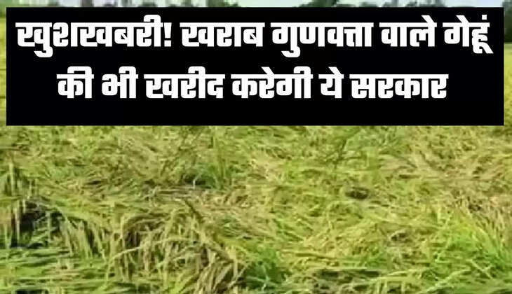 खुशखबरी! खराब गुणवत्ता वाले गेहूं की भी खरीद करेगी ये राज्य सरकार
