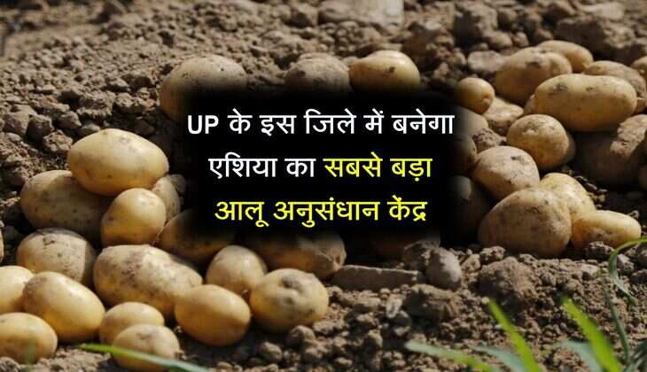 UP के इस जिले में बनेगा एशिया का सबसे बड़ा आलू अनुसंधान केंद्र, किसानों की होगी बल्ले-बल्ले 