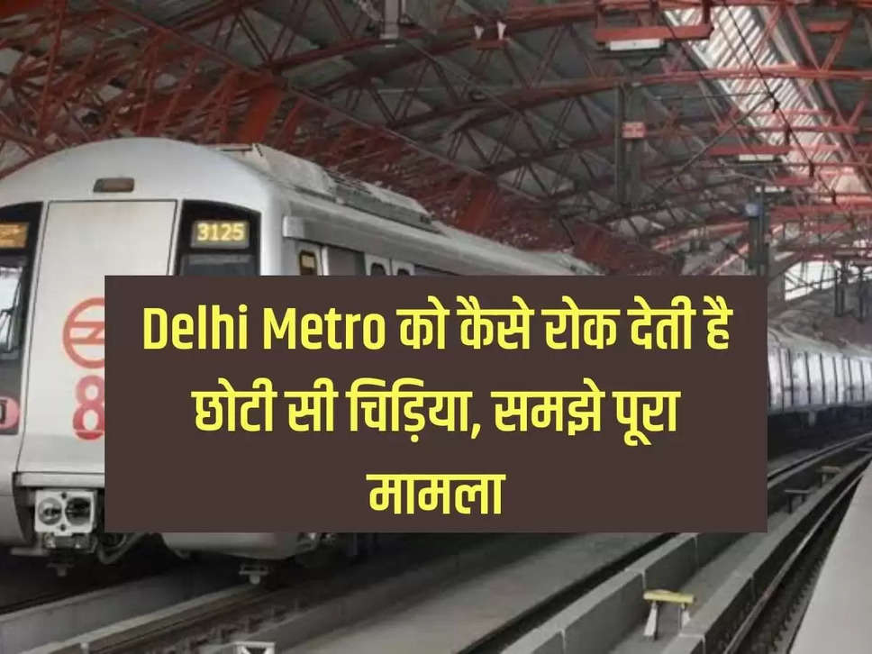 How a small bird stops Delhi Metro, understand the whole matter