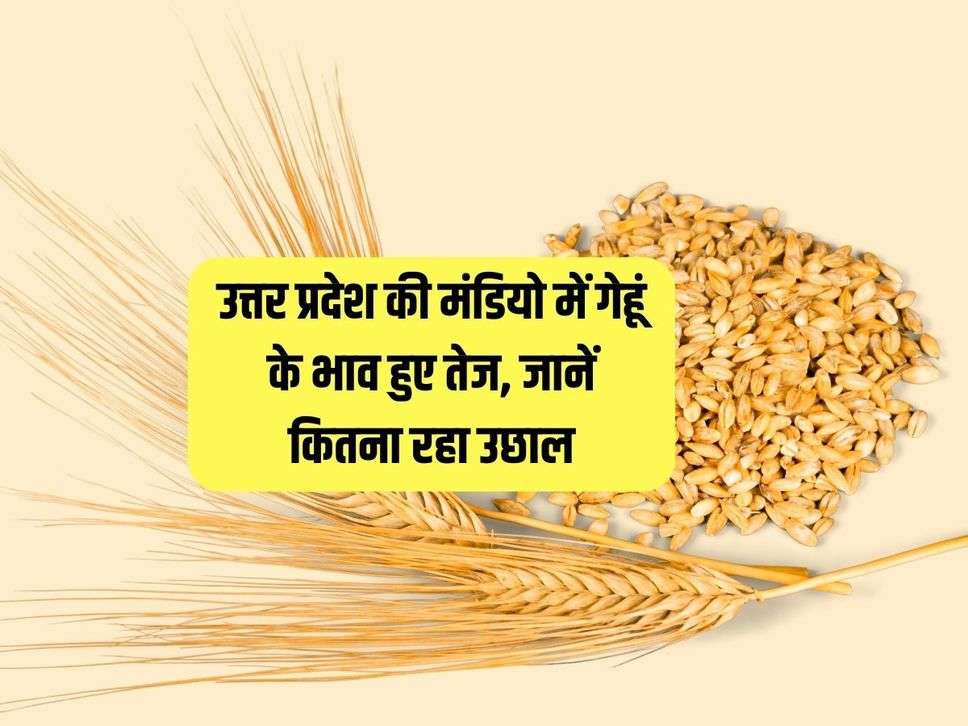 Wheat Mandi : उत्तर प्रदेश की मंडियो में गेहूं के भाव हुए तेज, जानें कितना रहा उछाल