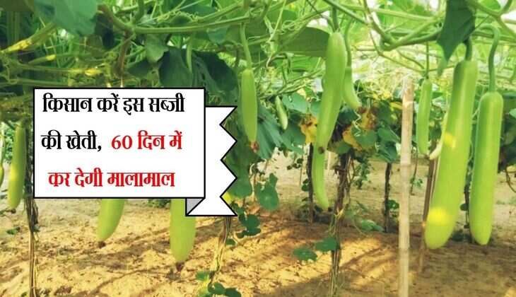 Kheti Kissani: किसान करें इस सब्जी की खेती,  60 दिन में कर देगी मालामाल
