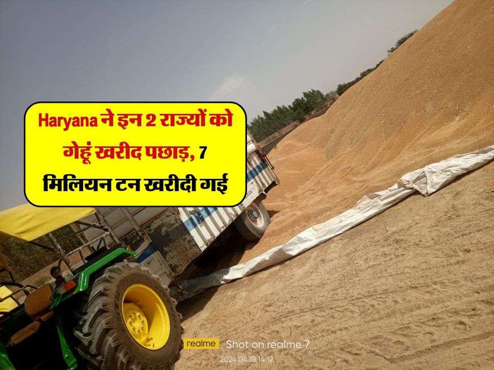 Haryana ने इन 2 राज्यों को गेहूं खरीद पछाड़, 7 मिलियन टन खरीदी गई