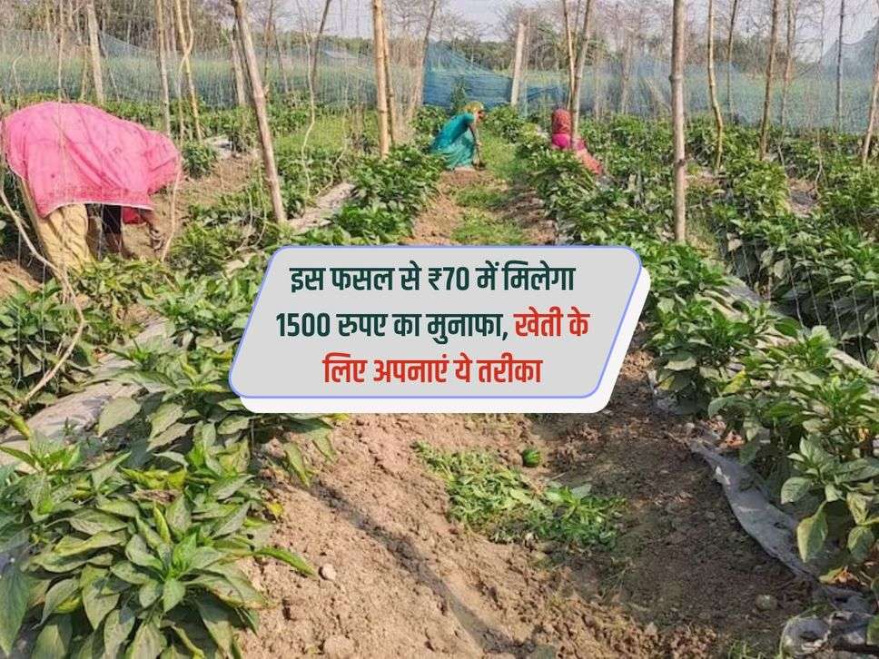 इस फसल से ₹70 में मिलेगा 1500 रुपए का मुनाफा, खेती के लिए अपनाएं ये तरीका