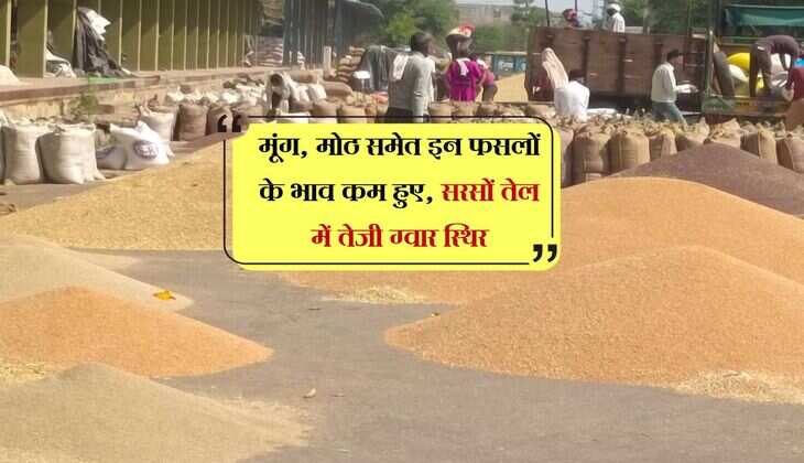 Jaipur Mandi Bhav: मूंग, मोठ समेत इन फसलों के भाव कम हुए, सरसों तेल में तेजी ग्वार स्थिर