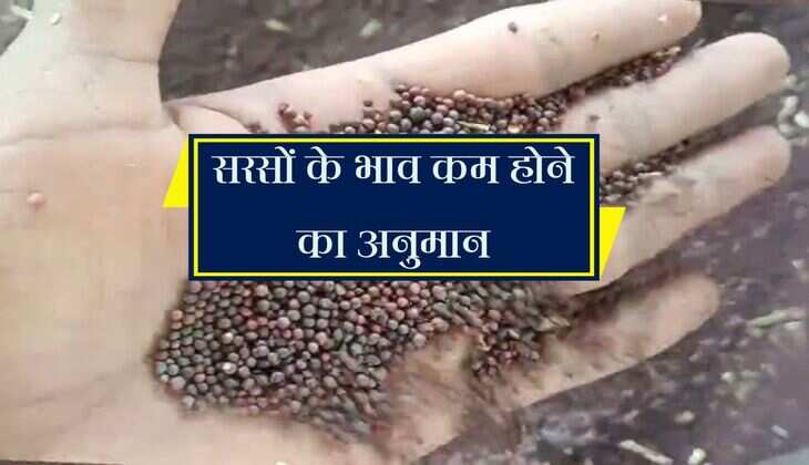 Alwar Mandi: सरसों के भाव कम होने का अनुमान, घट रही मांग और आवक भी कम
