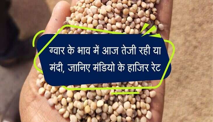 Gwar Ka bhav: ग्वार के भाव में आज तेजी रही या मंदी, जानिए मंडियो के हाजिर रेट