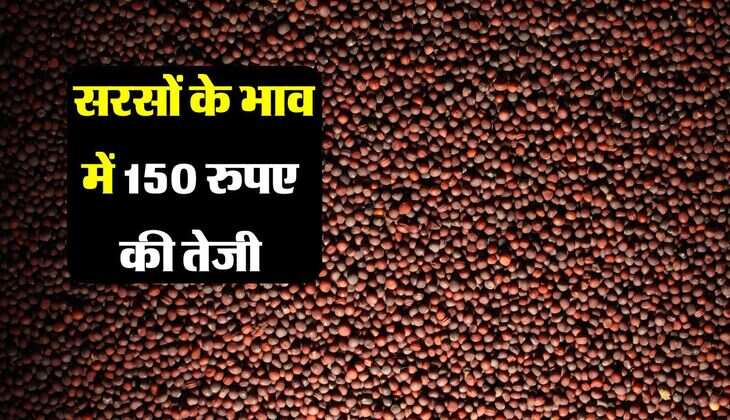 Sarso: सरसों के भाव में 150 रुपए की तेजी, आवक घटकर पहुंची 1 लाख बोरी