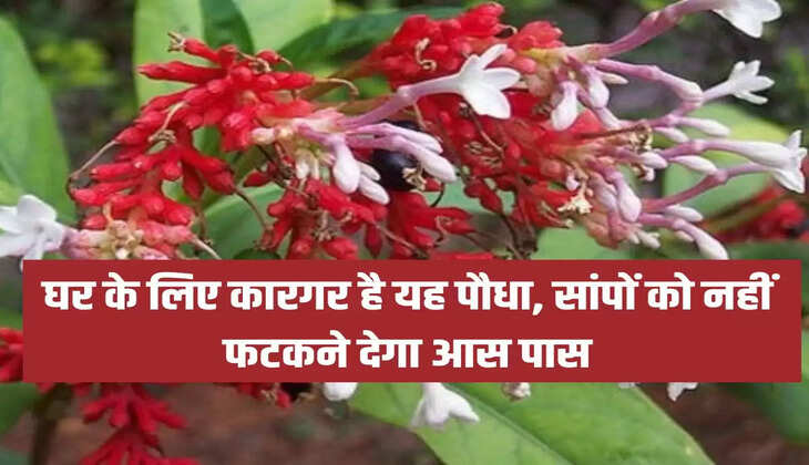 घर के लिए कारगर है यह पौधा, सांपों को नहीं फटकने देगा आस पास