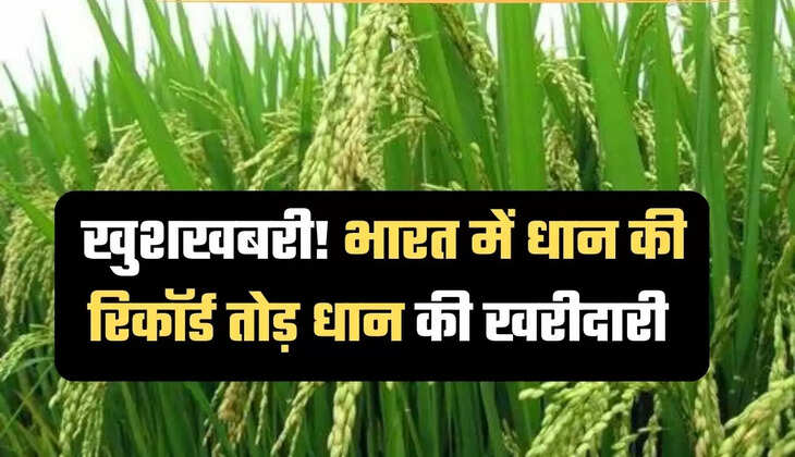 paddy procurement, paddy procurement center, government's paddy procurement increased by 10 percent, agriculture news, agriculture news hindi, central pool, धान खरीद, धान खरीद केंद्र, सरकार की धान खरीद 10 प्रतिशत बढ़ाया, कृषि न्यूज, कृषि न्यूज हिन्दी, केंद्रीय पूल