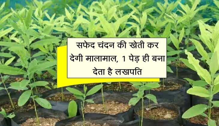 Business idea: सफेद चंदन की खेती कर देगी मालामाल, 1 पेड़ ही बना देता है लखपति
