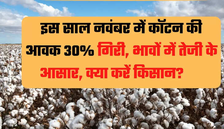 cotton, investors on cotton, cotton november prices, cotton prices, commodity, कपास, कपास पर निवेशक, कपास नवंबर की कीमतें, कपास की कीमतें, कमोडिटी,
