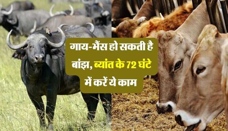 गाय-भैंस हो सकती है बांझ, ब्यांत के 72 घंटे में करें ये काम 