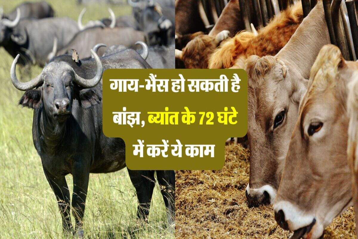 गाय-भैंस हो सकती है बांझ, ब्यांत के 72 घंटे में करें ये काम 