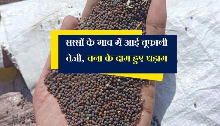 Kota Mandi Bhav : सरसों के भाव में आई तूफानी तेजी, चना के दाम हुए धड़ाम