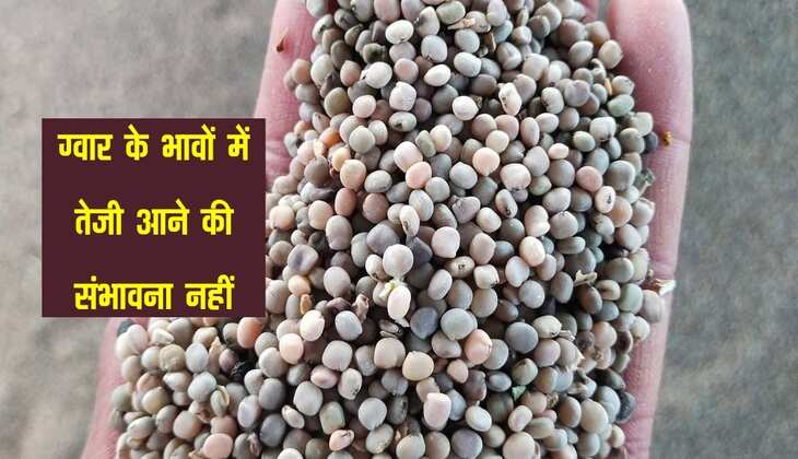 Gwar Bhav: ग्वार के भावों में तेजी आने की संभावना नहीं, फसल के रेट हुए स्थिर