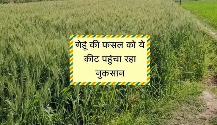 गेहूं की फसल को ये कीट पहुंचा रहा नुकसान, चूस रहा दानों का रस, इस विधि से करें उपाय