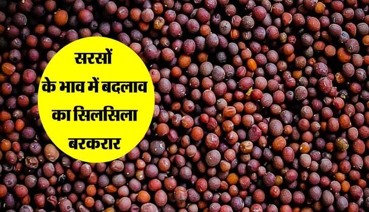Sarso: सरसों के भाव में बदलाव का सिलसिला बरकरार, जानिए किस मंडी में कितना रेट