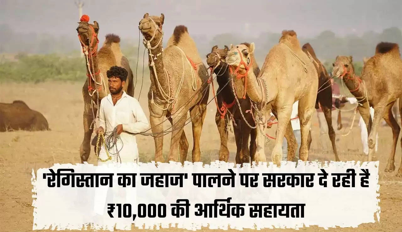 Camel Protection Scheme