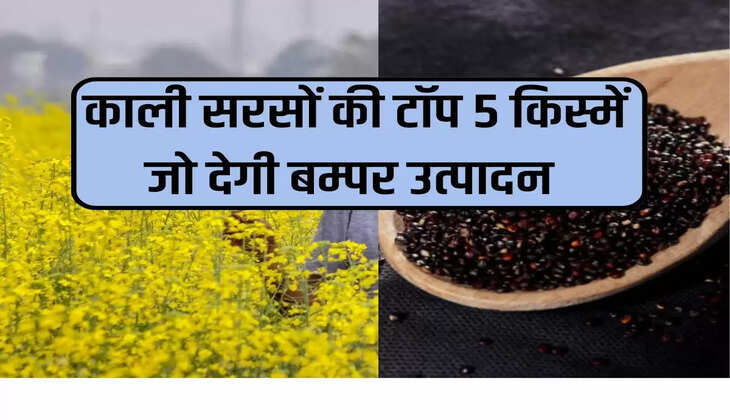 Top 5 varieties of black mustard which will give bumper production
