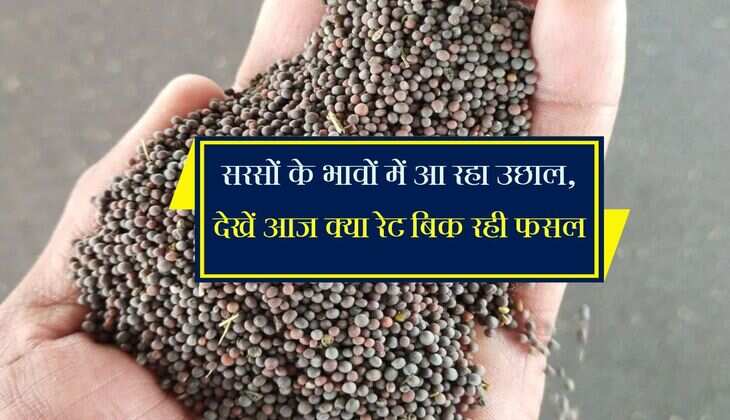 Sarso Mandi bhav: सरसों के भावों में आ रहा उछाल, देखें आज क्या रेट बिक रही फसल