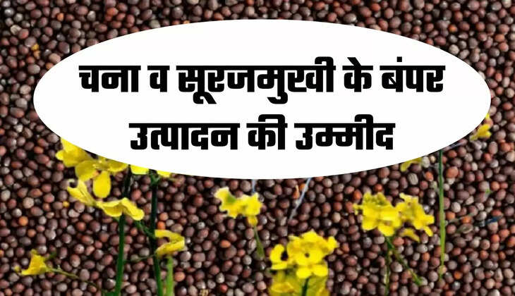 चना व सूरजमुखी के बंपर उत्पादन की उम्मीद