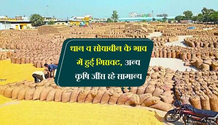 Kota Mandi Bhav: धान व सोयाबीन के भाव में हुई गिरावट, अन्य कृषि जींस रहे सामान्य