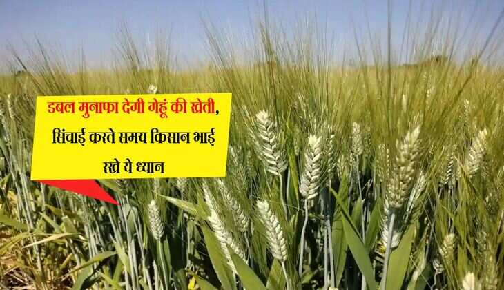 डबल मुनाफा देगी गेहूं की खेती, सिंचाई करते समय किसान भाई रखे ये ध्यान, लाखों में होगी कमाई 