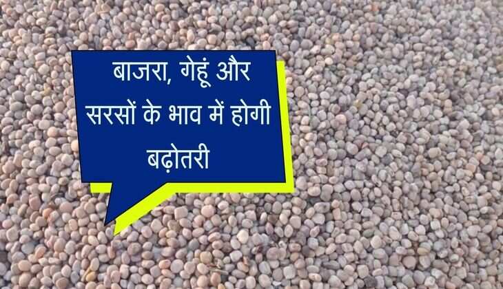 Alwar Mandi bhav: बाजरा, गेहूं और सरसों के भाव में होगी बढ़ोतरी, जानिए मंडी रेट