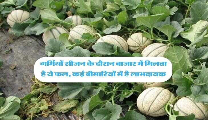 गर्मियों सीजन के दौरान बाजार में मिलता है ये फल, कई बीमारियों में है लाभदायक