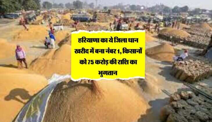 हरियाणा का ये जिला धान खरीद में बना नंबर 1,  किसानों को 75 करोड़ की राशि का भुगतान 