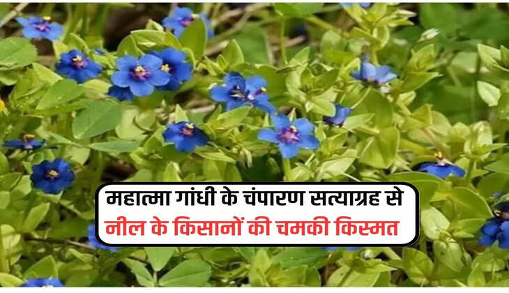 महात्मा गांधी के चंपारण सत्याग्रह से नील के किसानों की चमकी किस्मत 