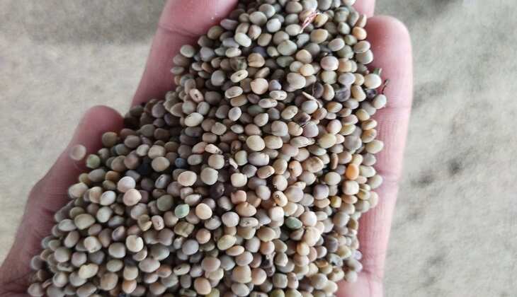 Guar Mandi Bhav: राजस्थान की इस मंडी में टॉप भाव बिका ग्वार, रेट में स्थिरता जारी